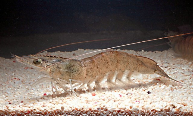 ไวรัสกุ้งระบาดหนักในไต้หวัน พบต้นตอมาจากจีน
