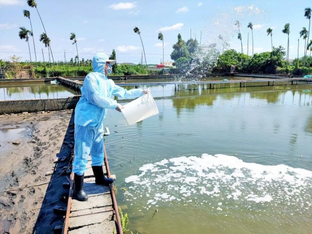 ไวรัสกุ้งระบาดหนักในไต้หวัน พบต้นตอมาจากจีน