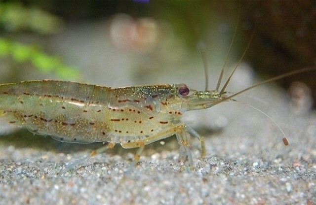 ไวรัสกุ้งระบาดหนักในไต้หวัน พบต้นตอมาจากจีน