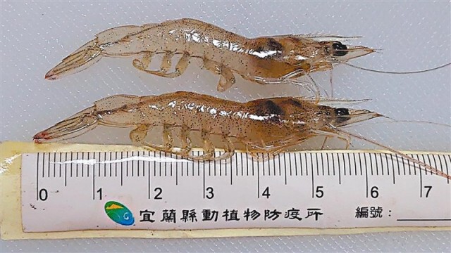 ไวรัสกุ้งระบาดหนักในไต้หวัน พบต้นตอมาจากจีน