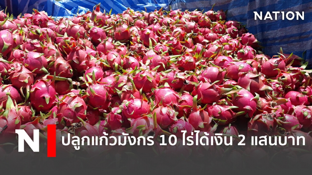 ปลูกแก้วมังกร 10 ไร่ได้เงิน 2 แสนบาท