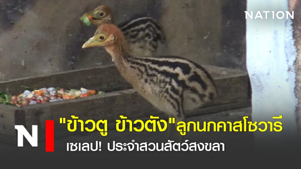 "ข้าวตู ข้าวตัง"  ลูกนกคาสโซวารี เซเลป! ประจำสวนสัตว์สงขลา