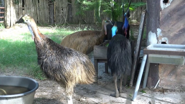 "ข้าวตู ข้าวตัง"  ลูกนกคาสโซวารี เซเลป! ประจำสวนสัตว์สงขลา