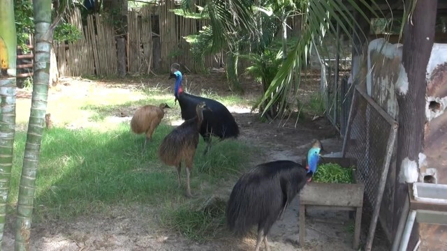 "ข้าวตู ข้าวตัง"  ลูกนกคาสโซวารี เซเลป! ประจำสวนสัตว์สงขลา