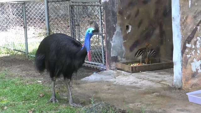 "ข้าวตู ข้าวตัง"  ลูกนกคาสโซวารี เซเลป! ประจำสวนสัตว์สงขลา