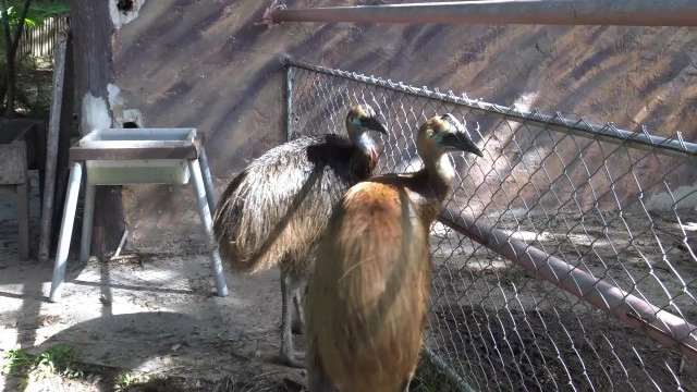 "ข้าวตู ข้าวตัง"  ลูกนกคาสโซวารี เซเลป! ประจำสวนสัตว์สงขลา