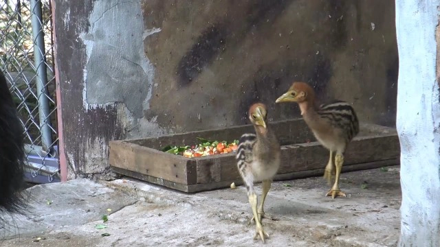 "ข้าวตู ข้าวตัง"  ลูกนกคาสโซวารี เซเลป! ประจำสวนสัตว์สงขลา