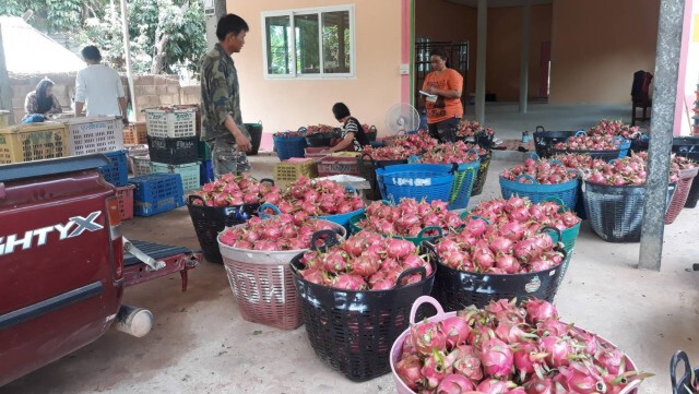 ปลูกแก้วมังกร 10 ไร่ได้เงิน 2 แสนบาท