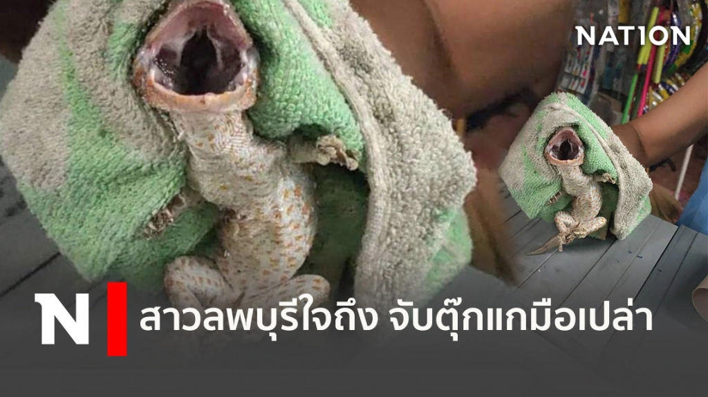 สาวลพบุรีใจถึง จับตุ๊กแกมือเปล่าไม่ง้อกู้ภัย