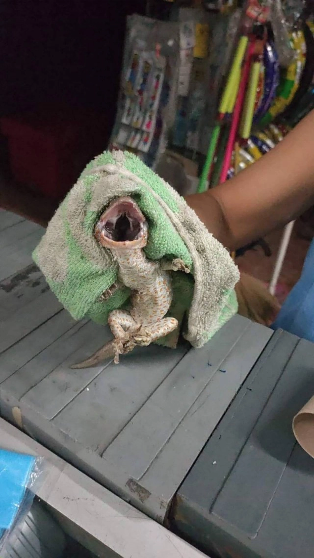 สาวลพบุรีใจถึง จับตุ๊กแกมือเปล่าไม่ง้อกู้ภัย