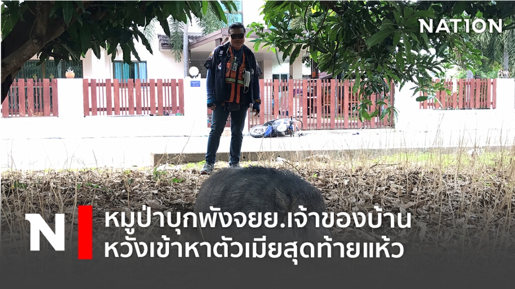 หมูป่าบุกพังจยย.เจ้าของบ้าน หวังเข้าหาตัวเมียสุดท้ายแห้ว