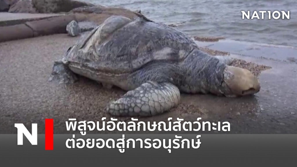 พิสูจน์อัตลักษณ์สัตว์ทะเล ต่อยอดสู่การอนุรักษ์