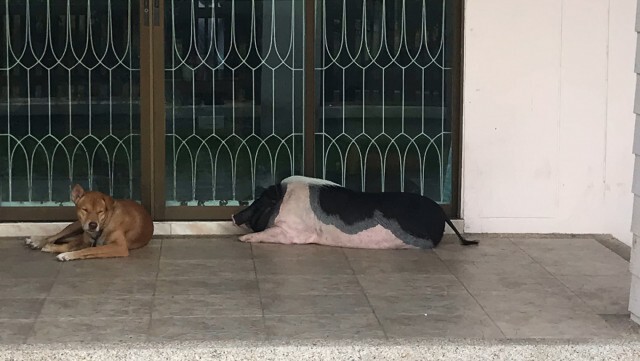 หมูป่าบุกพังจยย.เจ้าของบ้าน หวังเข้าหาตัวเมียสุดท้ายแห้ว