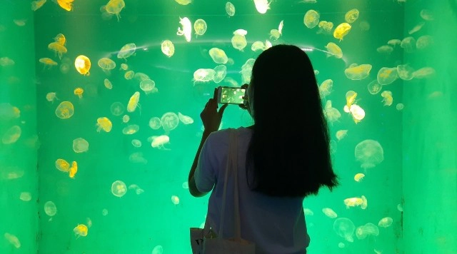 ปล่อยใจไปกับสัตว์น้ำ ที่ "พิพิธภัณฑ์ฯ บางแสน"