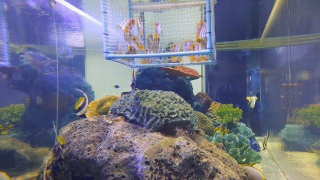 ปล่อยใจไปกับสัตว์น้ำ ที่ "พิพิธภัณฑ์ฯ บางแสน"