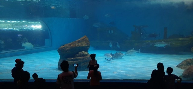 ปล่อยใจไปกับสัตว์น้ำ ที่ "พิพิธภัณฑ์ฯ บางแสน"