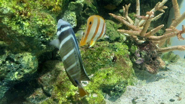 ปล่อยใจไปกับสัตว์น้ำ ที่ "พิพิธภัณฑ์ฯ บางแสน"