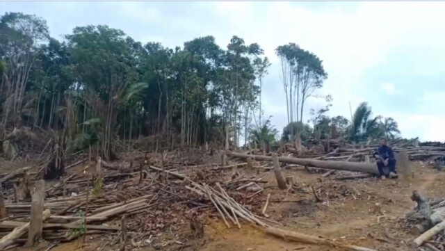 ป่าต้นน้ำสายบุรี 'สันกาลาคีรี' ราบเตียน 36 ไร่