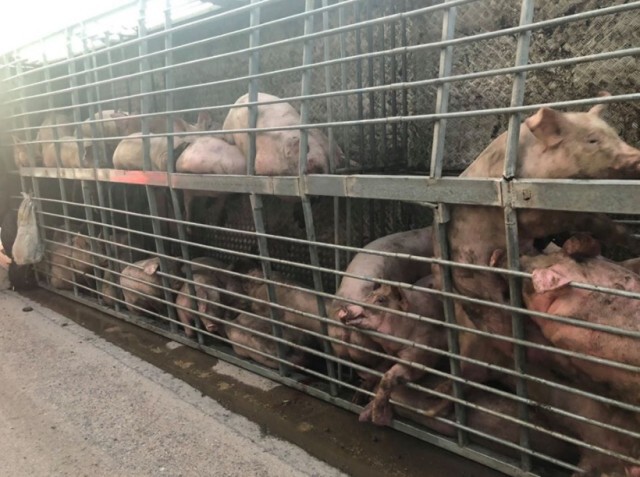 รถบรรทุกหมูพลิกคว่ำเจ็บ1ราย