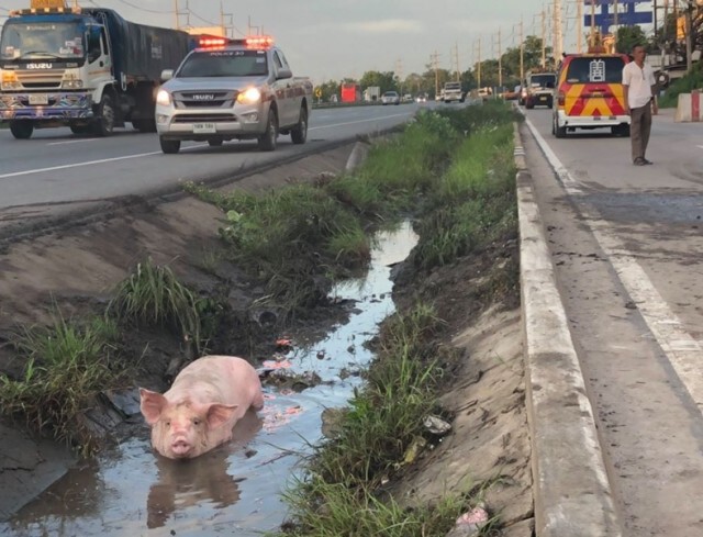 รถบรรทุกหมูพลิกคว่ำเจ็บ1ราย