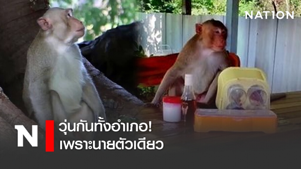เจ้าจ๋อตัวเดียววุ่นกันทั้งอำเภอทั้งตำรวจกู้ภัยตามหากันวุ่นสุดท้ายไปโผล่ที่วัด