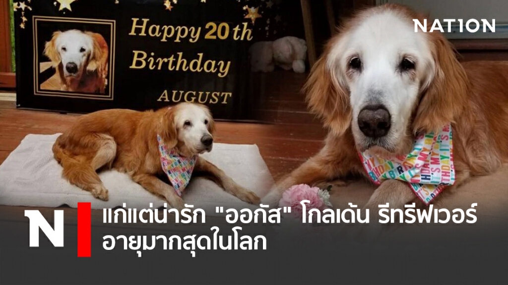 แก่แต่น่ารัก "ออกัส" โกลเด้น รีทรีฟเวอร์ อายุมากสุดในโลก