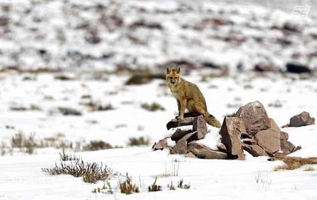 ไขปริศนาโลก! ทำไม 'ชาวแอนดีส' มีภูมิต้านโควิด?