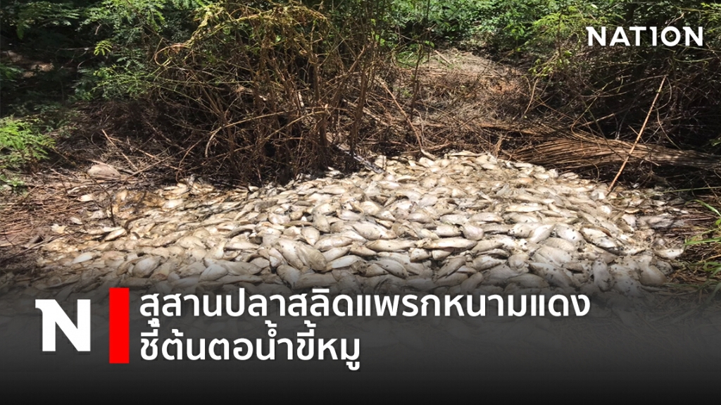 สุสานปลาสลิดแพรกหนามแดงฟ้องน้ำเน่าเสีย สุสานปลาสลิดแพรกหนามแดงฟ้องน้ำเน่าเสีย