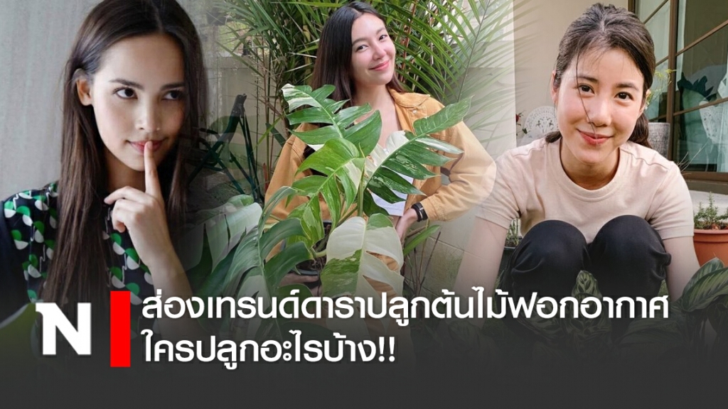 ส่องเทรนด์ดาราปลูกต้นไม้ฟอกอากาศ ใครปลูกอะไรบ้าง!! ส่องเทรนด์ดาราปลูกต้นไม้ฟอกอากาศ ใครปลูกอะไรบ้าง!!