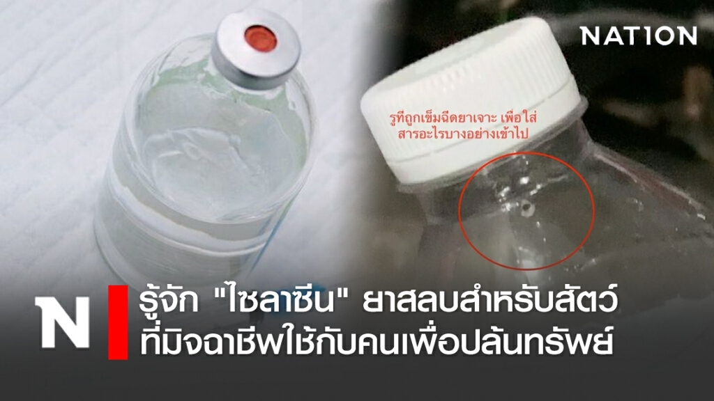 รู้จัก "ไซลาซีน" ยาสลบสำหรับสัตว์ ที่มิจฉาชีพใช้กับคนเพื่อปล้นทรัพย์