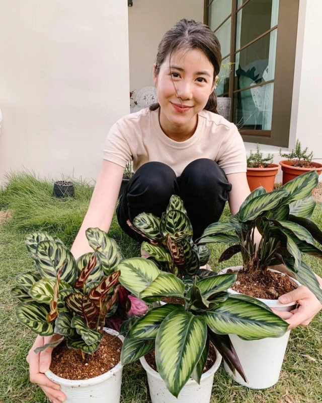 ส่องเทรนด์ดาราปลูกต้นไม้ฟอกอากาศ ใครปลูกอะไรบ้าง!!