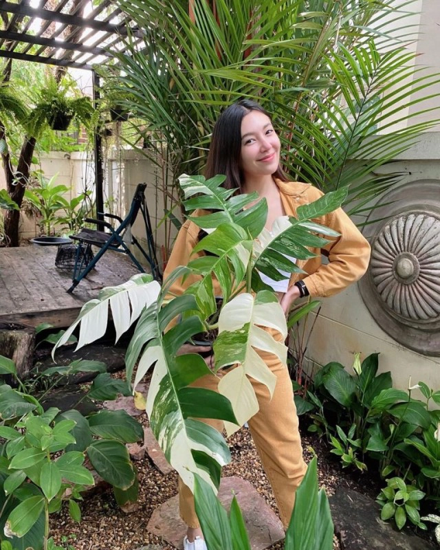 ส่องเทรนด์ดาราปลูกต้นไม้ฟอกอากาศ ใครปลูกอะไรบ้าง!!