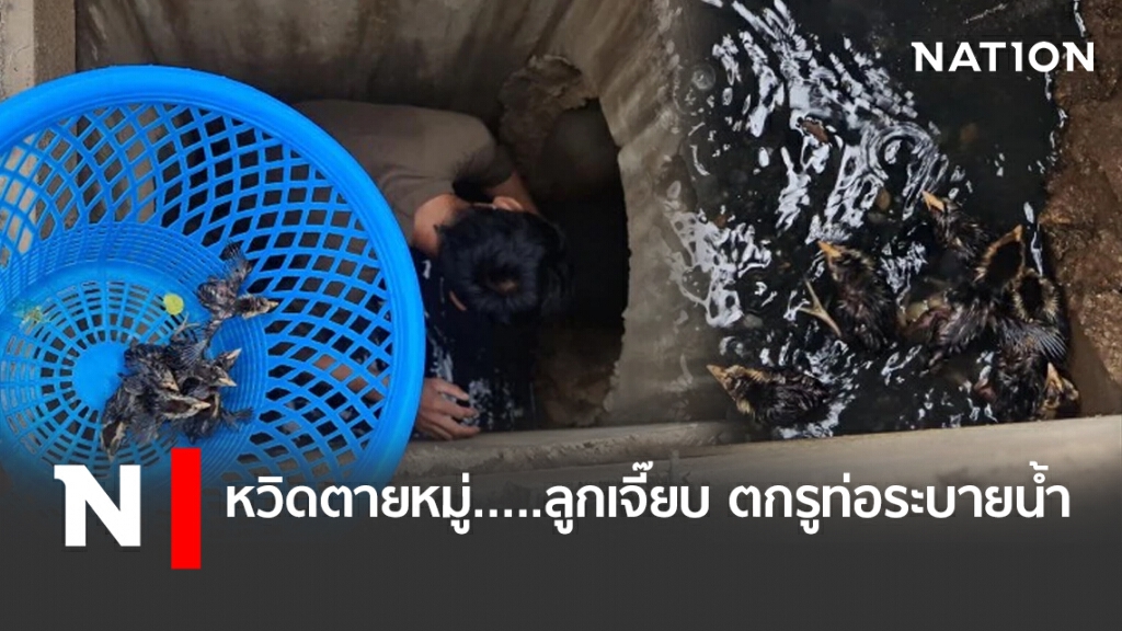 หวิดตายหมู่.....ลูกเจี๊ยบ ตกรูท่อระบายน้ำ หวิดตายหมู่.....ลูกเจี๊ยบ ตกรูท่อระบายน้ำ