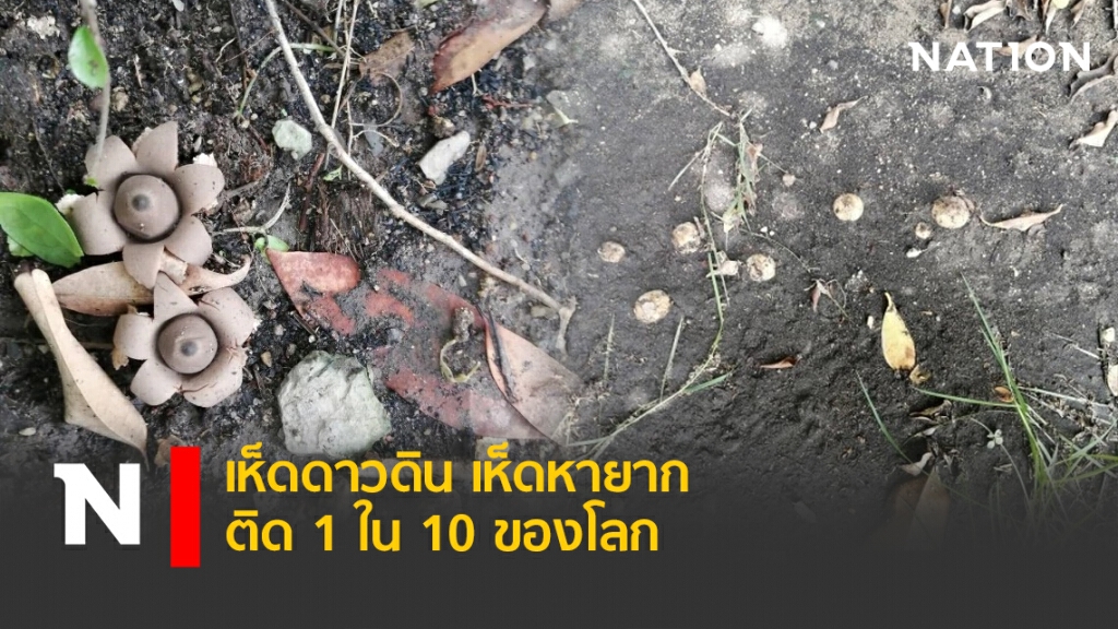 เห็ดดาวดิน เห็ดหายาก ติด1 ใน 10 ของโลก เห็ดดาวดิน เห็ดหายาก ติด1 ใน 10 ของโลก