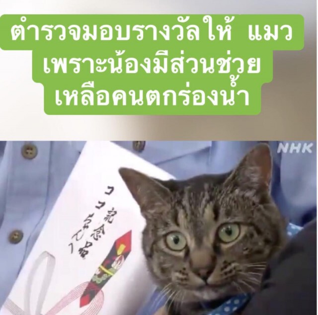 ตำรวจญี่ปุ่น ยกย่อง "แมวแสนรู้" ช่วยคนแก่ตกคลองรอดชีวิต