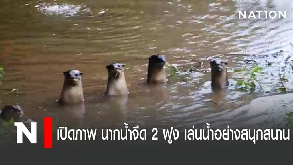เปิดภาพ นากน้ำจืด 2 ฝูง เล่นน้ำอย่างสนุกสนาน