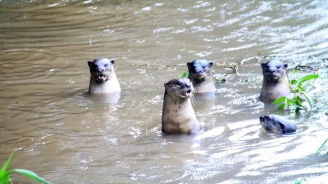 เปิดภาพ นากน้ำจืด 2 ฝูง เล่นน้ำอย่างสนุกสนาน