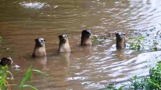 เปิดภาพ นากน้ำจืด 2 ฝูง เล่นน้ำอย่างสนุกสนาน