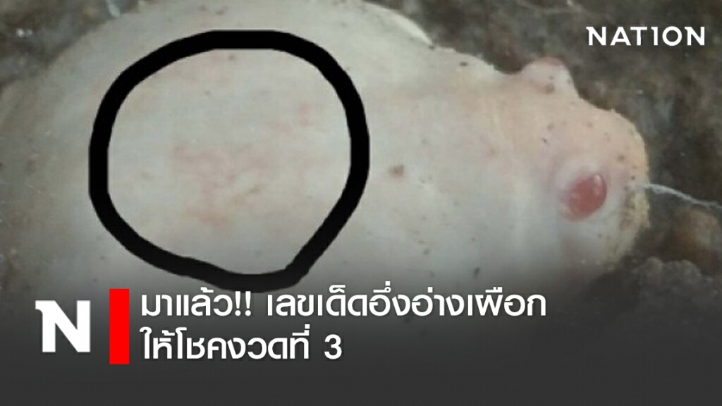 เลขเด็ดอึ่งอ่างเผือกให้โชค งวดที่ 3 หลังเคยให้โชค 2 งวดซ้อน