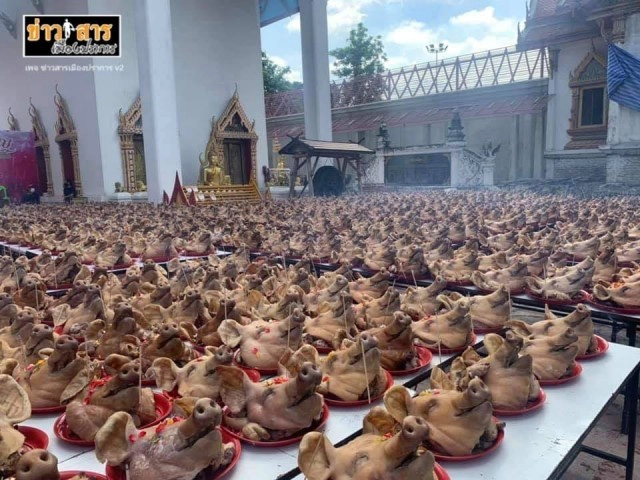 จัดชุดใหญ่ แก้บนขายที่ได้ นำหัวหมูถวายวัดกิ่งแก้วเกือบพันหัว