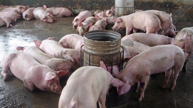 พบไข้หวัดใหญ่สายพันธุ์ใหม่ที่จีน มีต้นตอมาจากหมู