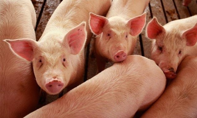 พบไข้หวัดใหญ่สายพันธุ์ใหม่ที่จีน มีต้นตอมาจากหมู