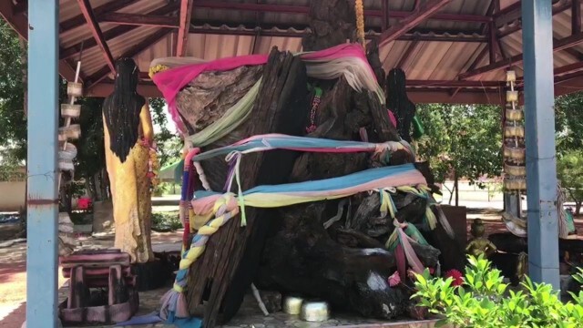 โค้งสุดท้ายชาวโคราช!! แห่ขอเลขเด็ดต้นตะเคียน 1200 ปี ที่วัดตะโกน้อยวนาราม