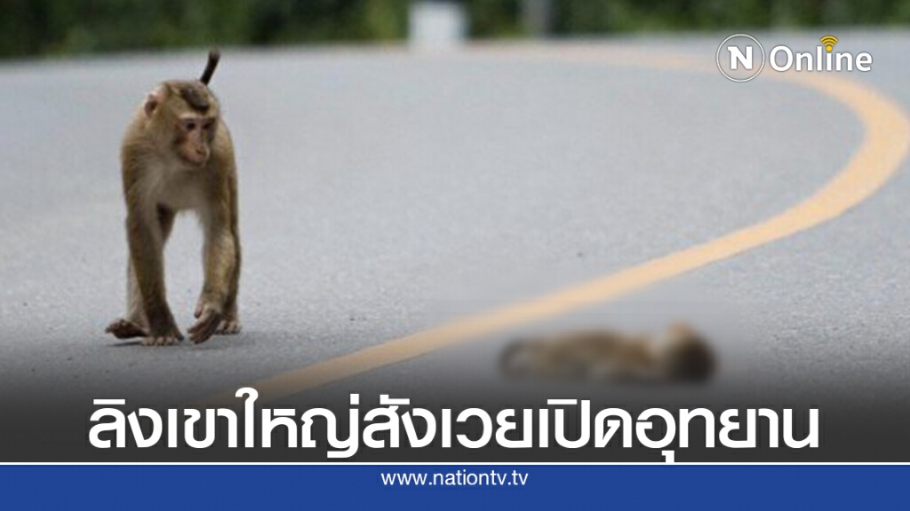 สลดเปิดอุทยานฯ วันแรกลูกลิงเขาใหญ่สังเวยศพแรก สลดเปิดอุทยานฯ วันแรกลูกลิงเขาใหญ่สังเวยศพแรก