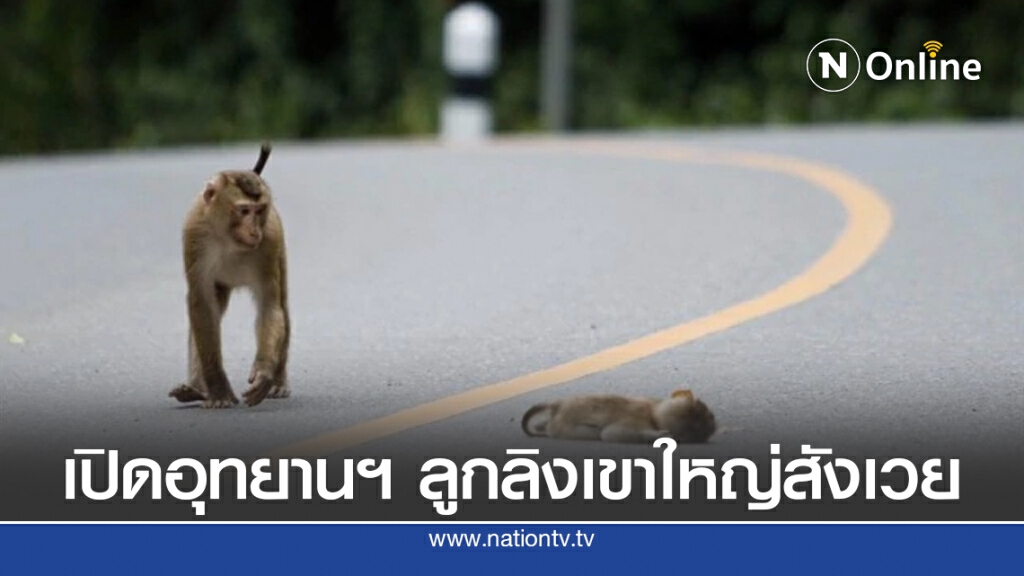 สลดเปิดอุทยานฯ วันแรกลูกลิงเขาใหญ่สังเวยศพแรก