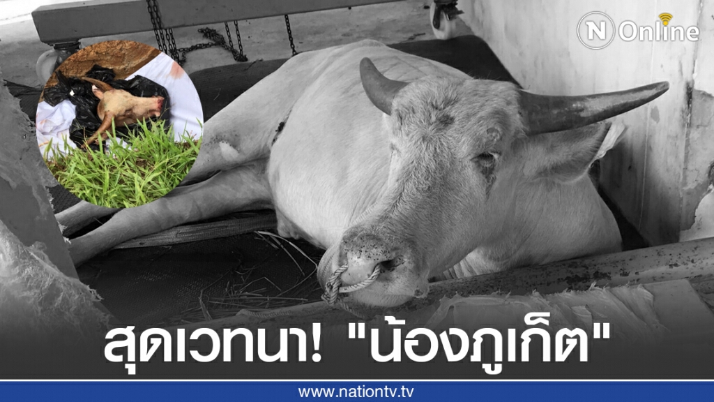 สุดเวทนา! "น้องภูเก็ต" ควายเผือกถูกสับเป็นชิ้นๆ และไม่ยอมส่งซากคืนให้มูลนิธิ