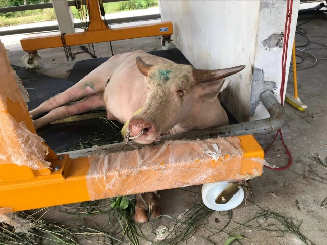 สุดเวทนา! "น้องภูเก็ต" ควายเผือกถูกสับเป็นชิ้นๆ และไม่ยอมส่งซากคืนให้มูลนิธิ