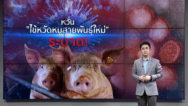 4 ปัจจัยเสี่ยง "ไข้หวัดหมูสายพันธุ์ใหม่" จ่อซ้ำเติม โควิด-19