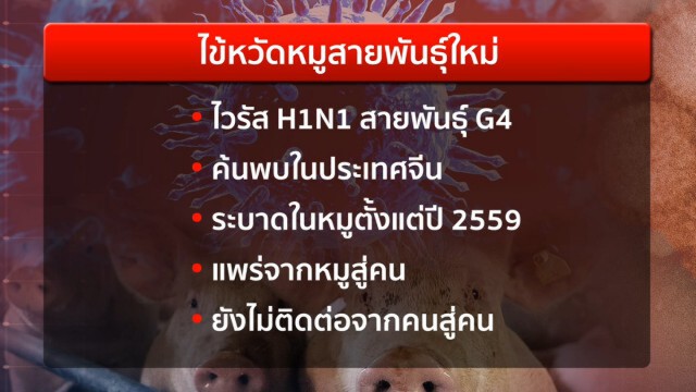 4 ปัจจัยเสี่ยง "ไข้หวัดหมูสายพันธุ์ใหม่" จ่อซ้ำเติม โควิด-19