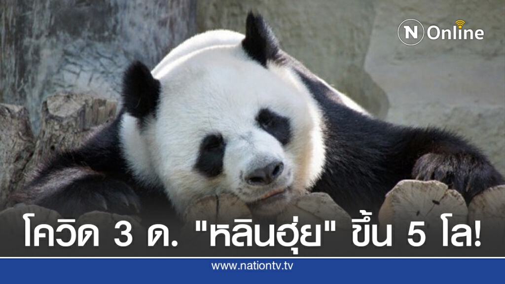 โควิด 3 ด. "หลินฮุ่ย" นน.ขึ้น 5 โล! โควิด 3 ด. "หลินฮุ่ย" นน.ขึ้น 5 โล!